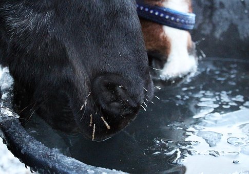 horse hydration horse hydration