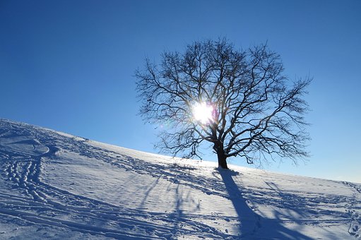 冬, ミュンヘン, オリンピック公園, 木, さみしい, 雪, 日光, 霜, 日