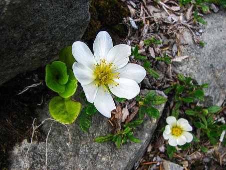 Mountain Avens, Alpine Flower