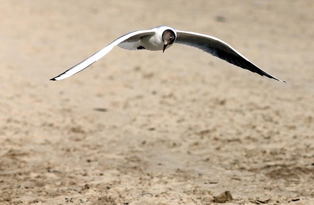Free Approach Beach photo and picture