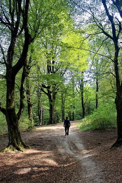 Free Forest Behshahr photo and picture