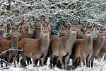 animals, deer, nature