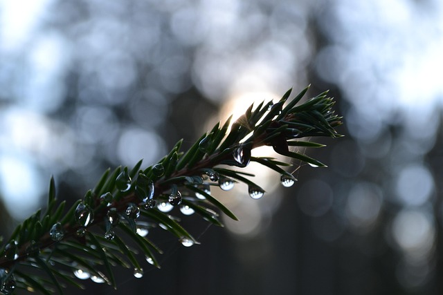 Free Branch Drops photo and picture