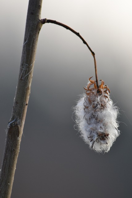 Free Goofy Twig photo and picture