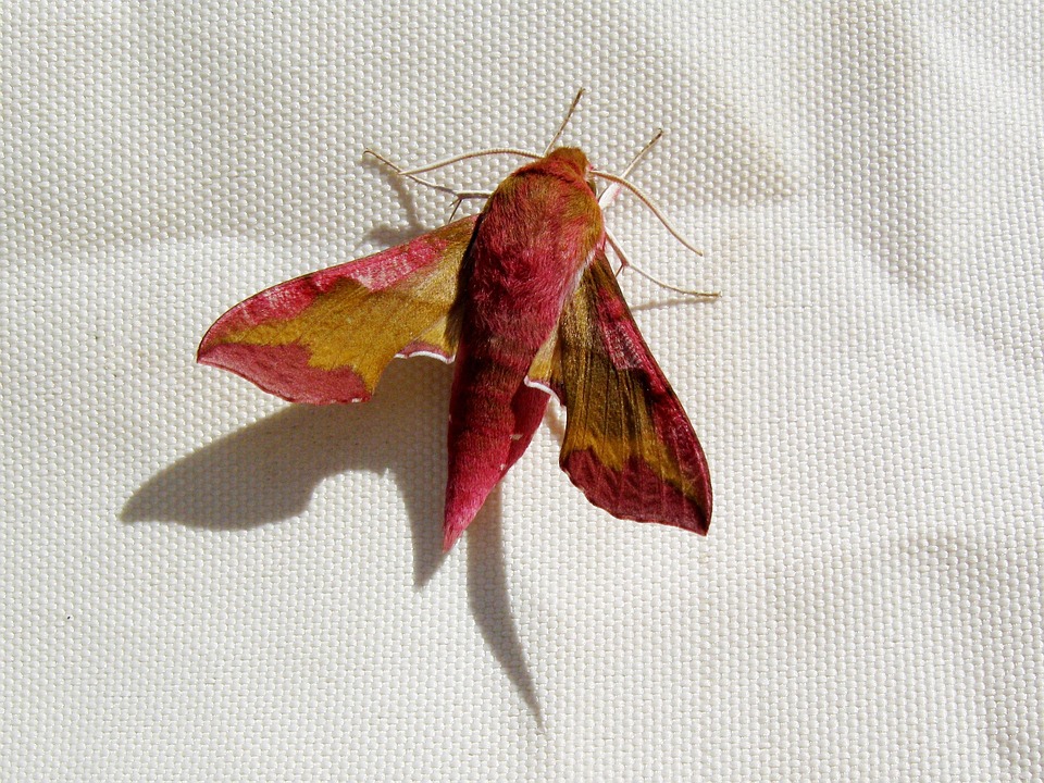 Rot Insect Insekten Mora Rot - Kostenloses Foto auf Pixabay