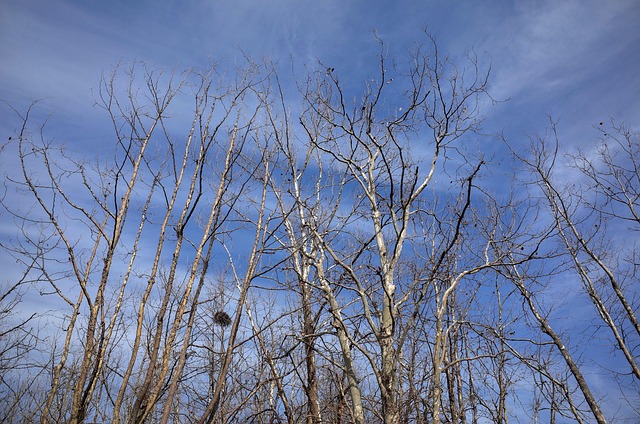 Free Tree Forest photo and picture