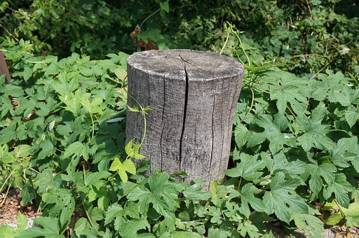 Colum Tree Struss Wooden Stump Column Greenery - Free photo on Pixabay