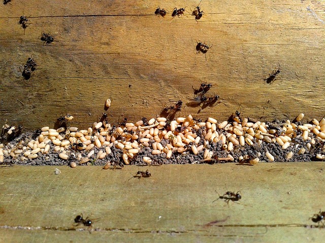 Free Ant Ants photo and picture