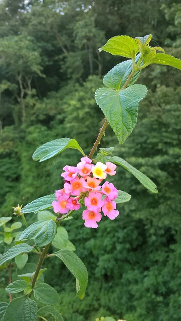 Lantana Camara, Blomst, Plante