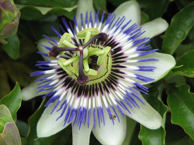 Free Flower Summer photo and picture