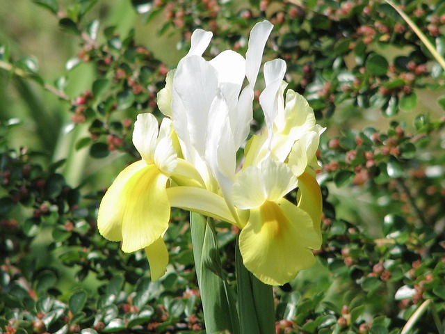 Free Iris Nature photo and picture