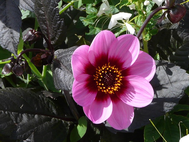Free Dahlia Flower photo and picture