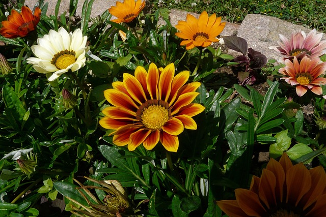 Free Gazania Flowers photo and picture