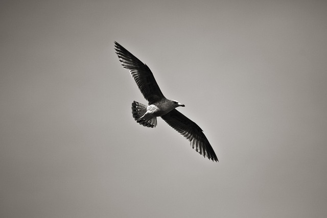 Vogel, Möwe, Meer