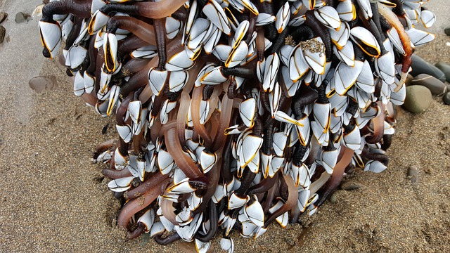 Free Goose Barnacles Barnacle photo and picture