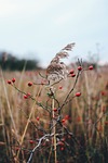 red berry, weeds, red