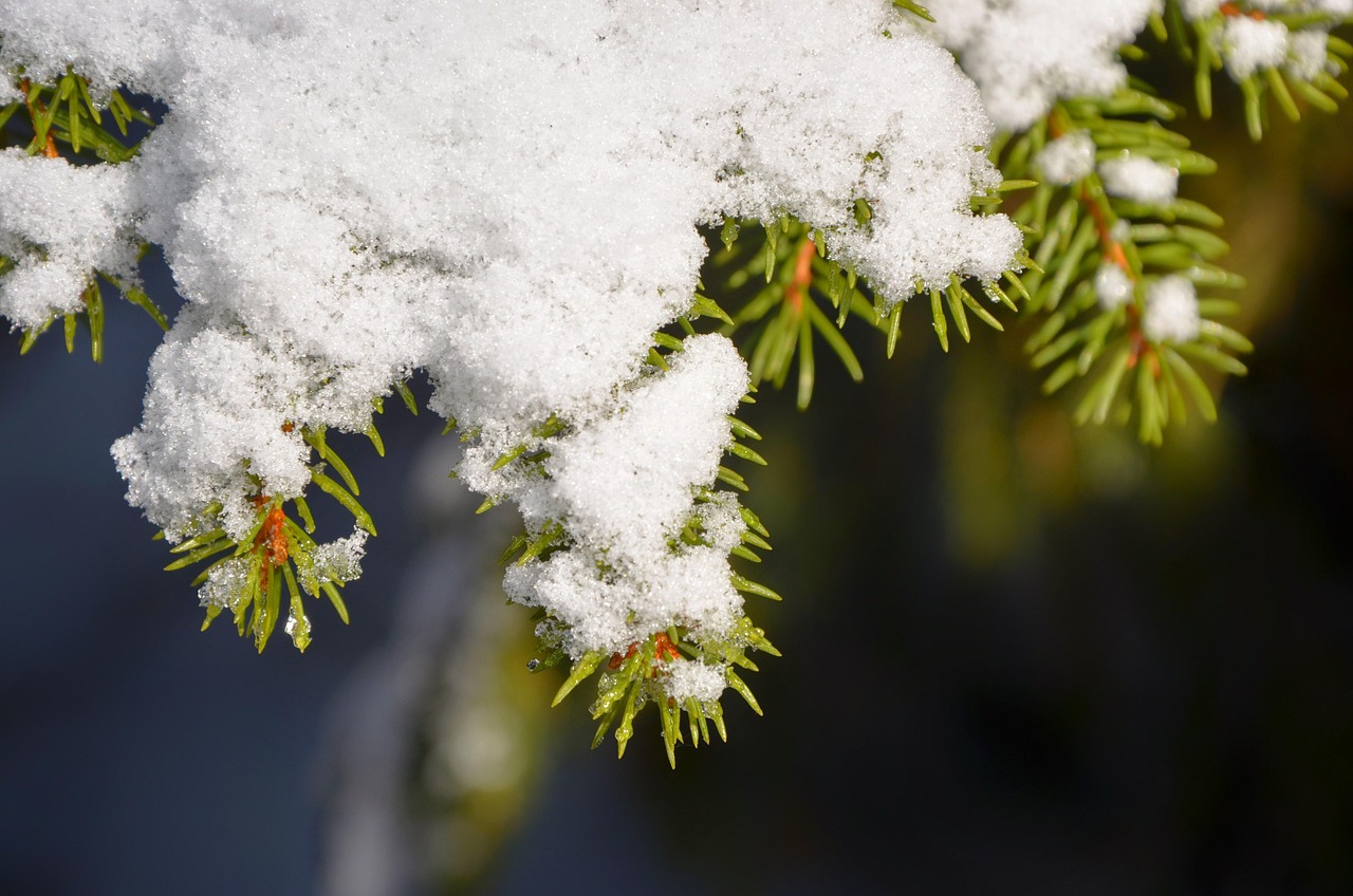 Gran Gren Snø - Gratis foto på Pixabay - Pixabay