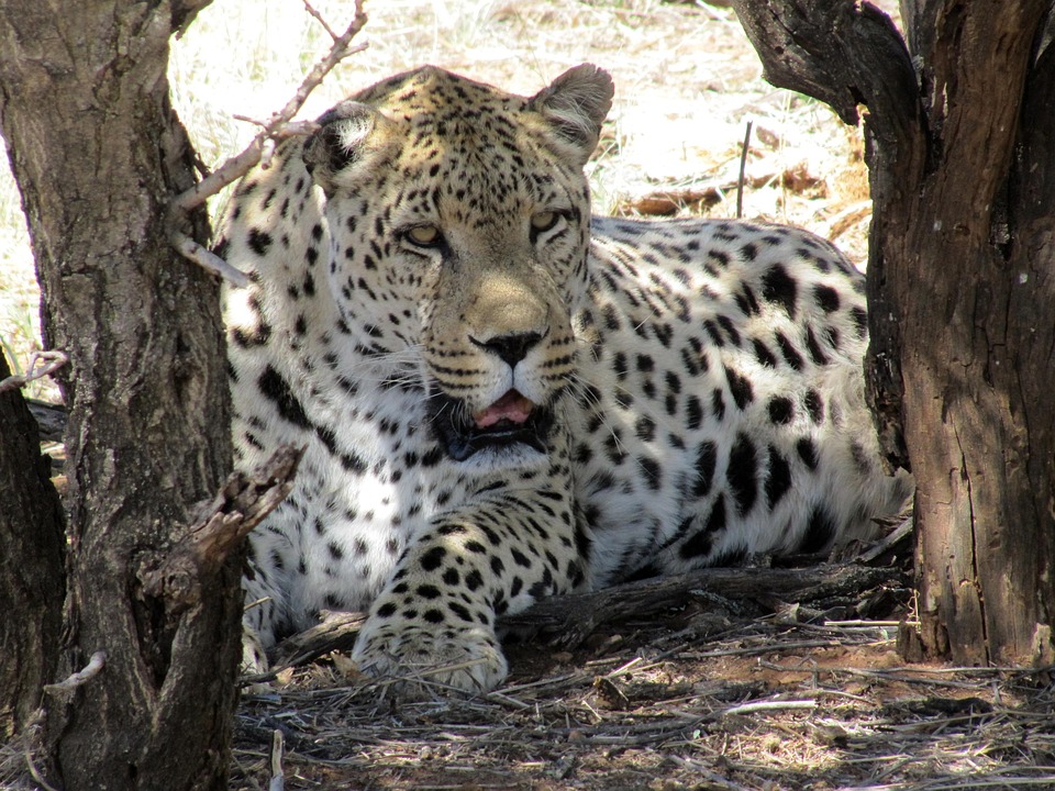 Namibia Leopard Wildcat - Free photo on Pixabay - Pixabay