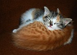 animals, cats, kittens