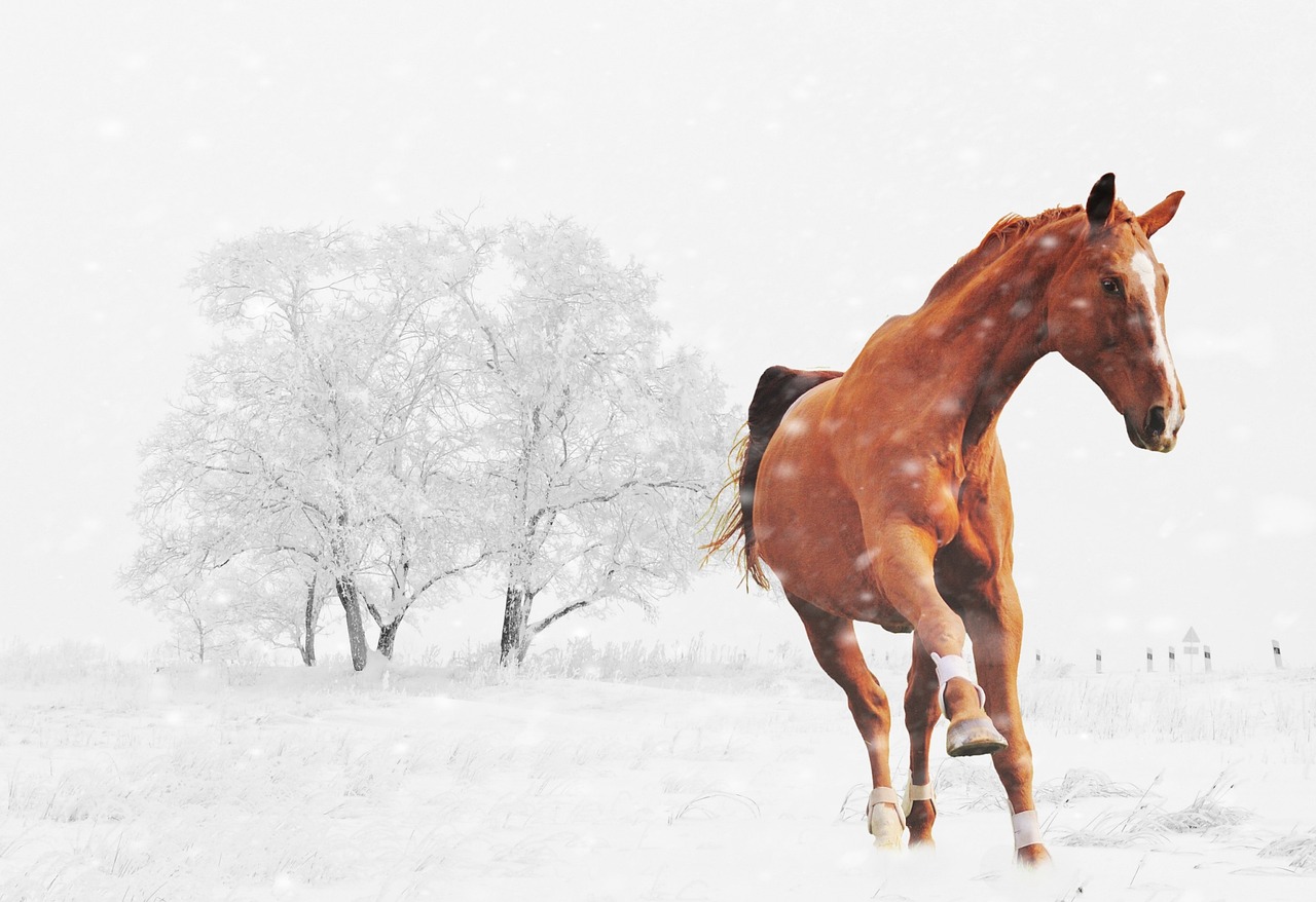 Winter - free online jigsaw puzzle photo