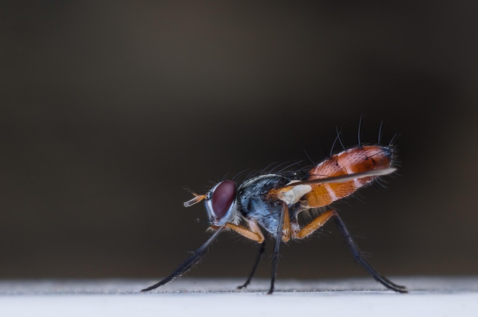 Macro Fly Insect Macro Insect Fly - Free photo on Pixabay