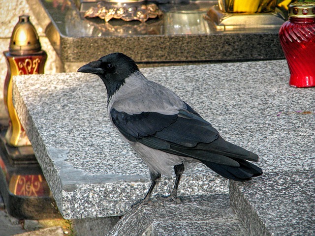 Free Crow Grave photo and picture