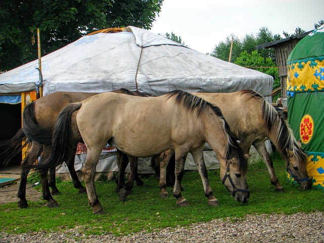 Free Yurt Horses photo and picture