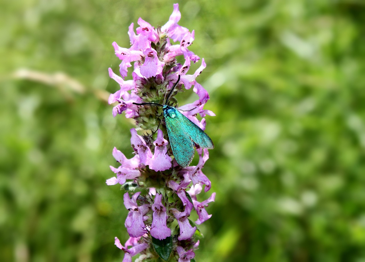 Moth - free online jigsaw puzzle photo