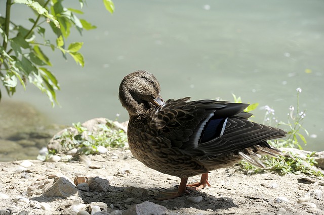 Free Duck Duck Bird photo and picture
