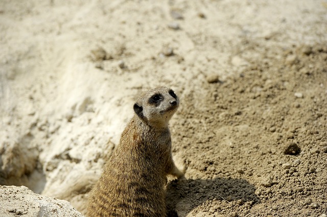 Free Meerkat Nature photo and picture
