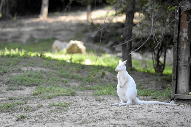 Free Albino Kangaroo photo and picture