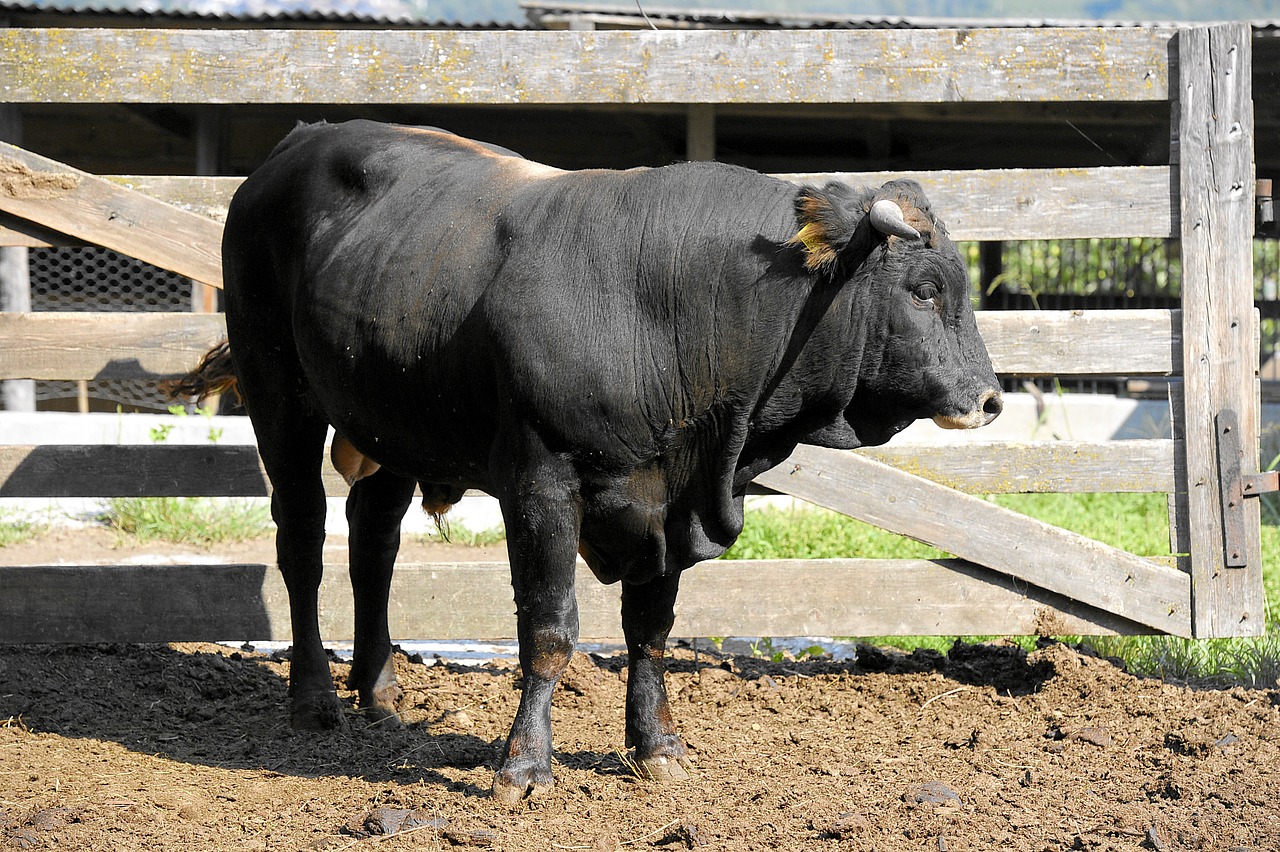 Bull Beef Farm Animal Free photo on Pixabay Pixabay