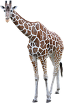 giraffe, animal, african