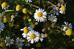 daisy, flower, pharmaceutical camomile