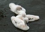 young animals, swan, cygnet