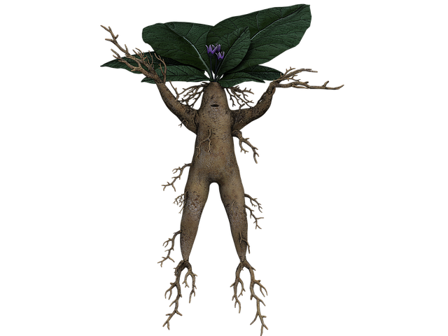 Free mandrake root fantasy illustration
