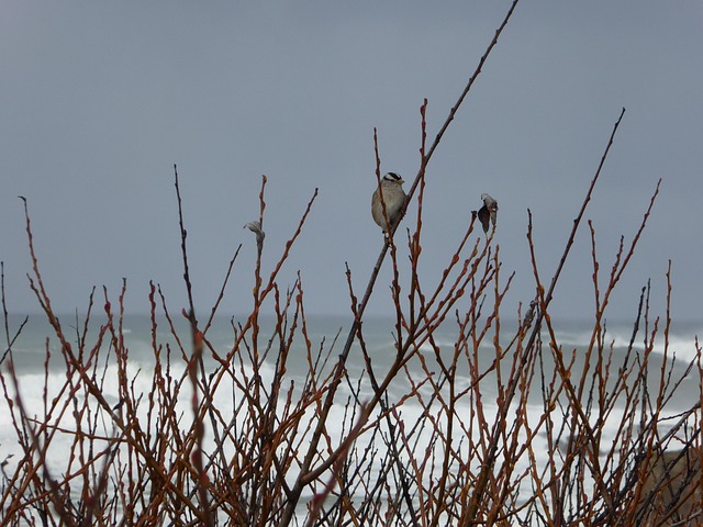 Free Small Bird Twigs photo and picture