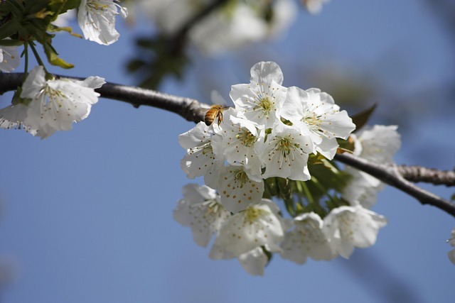 Free Honeybee Cherry photo and picture