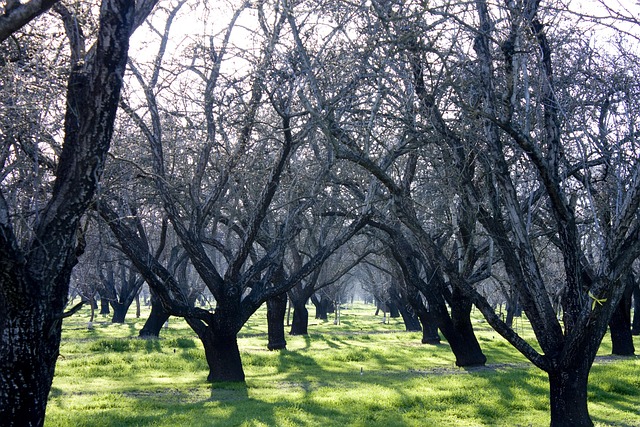Free Orchard Agriculture photo and picture