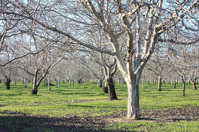 Free Orchard Agriculture photo and picture