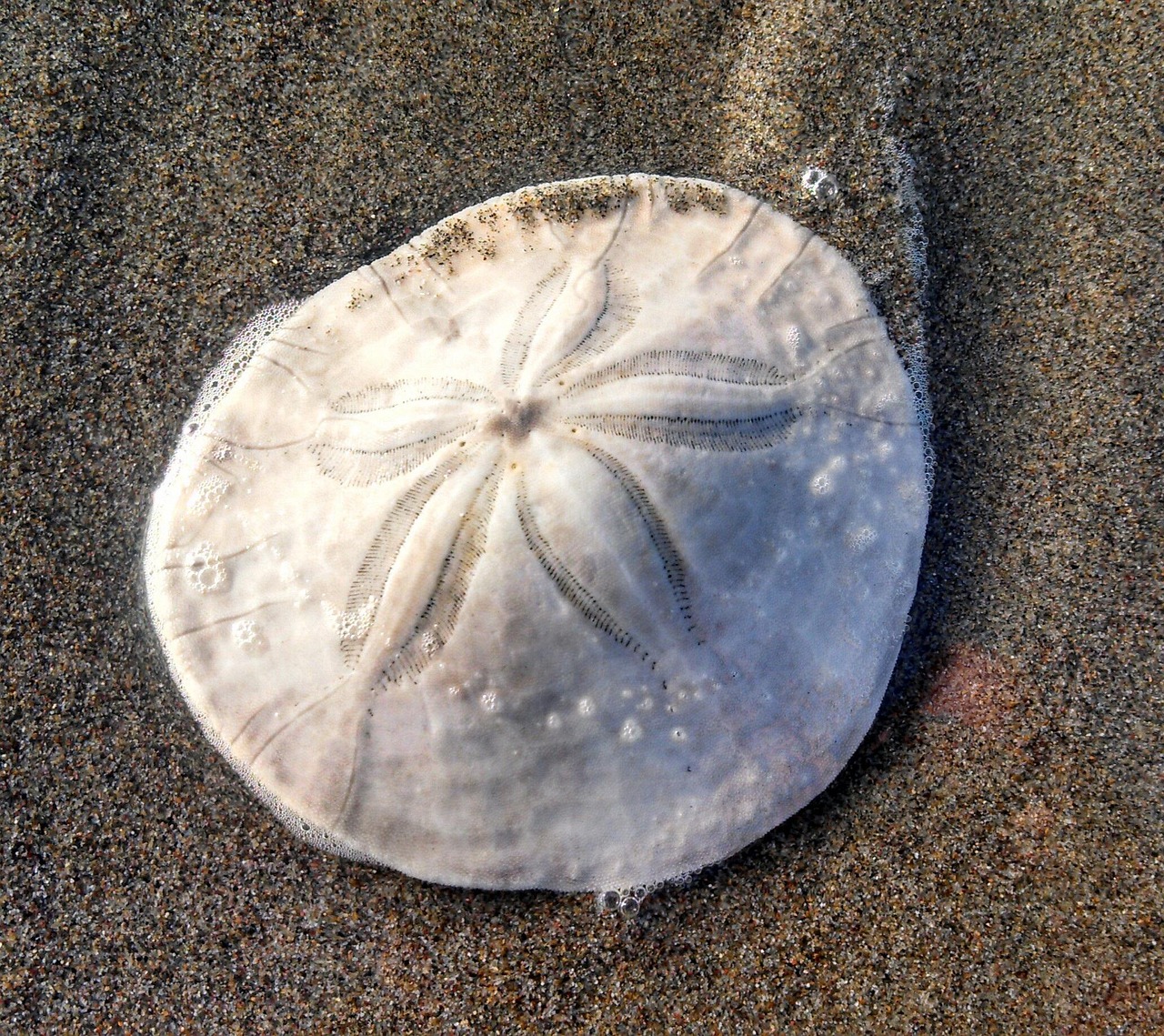 Sand Dollar Template