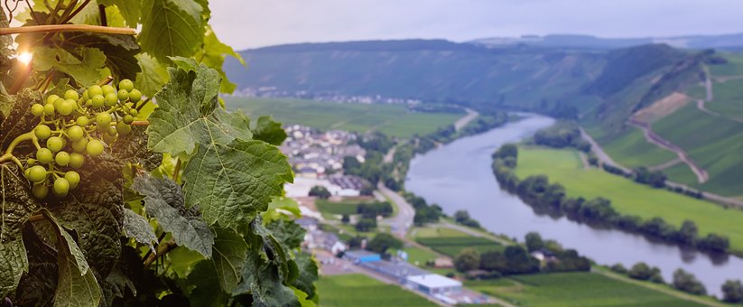 Druer, Vin, Vingård, Tyskland