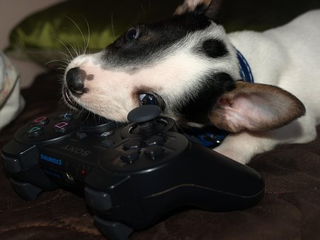 Free Dog Puppy photo and picture