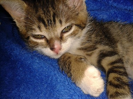 Free Cat Puppy photo and picture