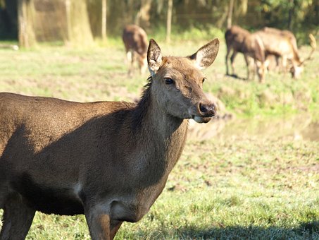Free Animal Impala photo and picture