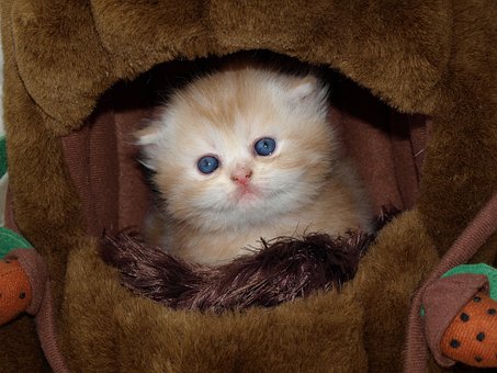 Free Cat Cute photo and picture
