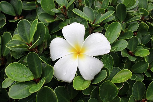 Free Flower Plumeria photo and picture