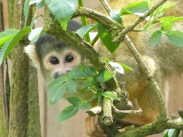 Free Saïmiri Monkeys photo and picture