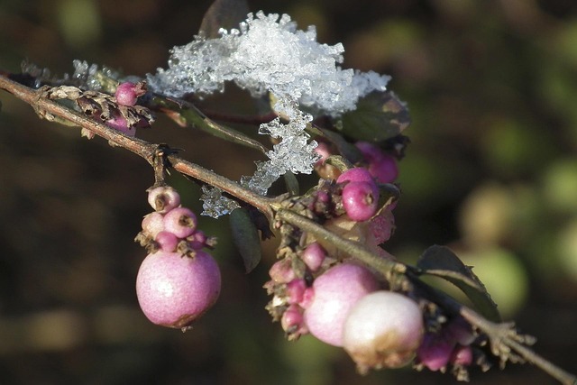 Free Winter Ice Flower photo and picture