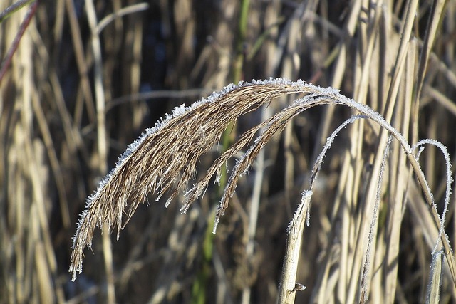 Free Winter Reed photo and picture